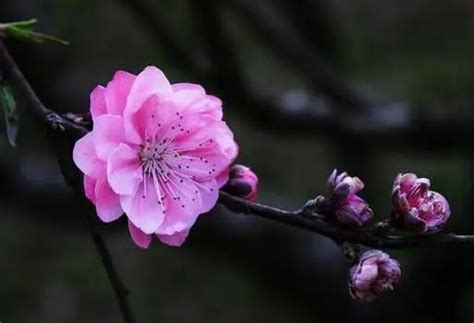 桃花查詢|【桃花查詢】桃花運免費查詢！桃花命、桃花年、八字婚姻一次搞。